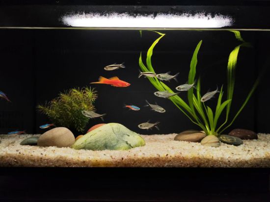 Picture of Custom Creative Fish Tank Landscaping Design - Aquatic Plant & Decoration Layout for Fish Habitats