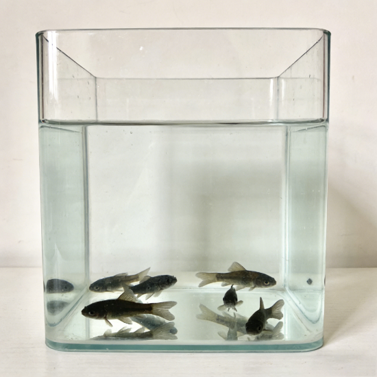 Picture of Custom Creative Fish Tank Landscaping Design - Aquatic Plant & Decoration Layout for Fish Habitats